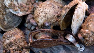 Rain Damages Maryland Oyster Crop