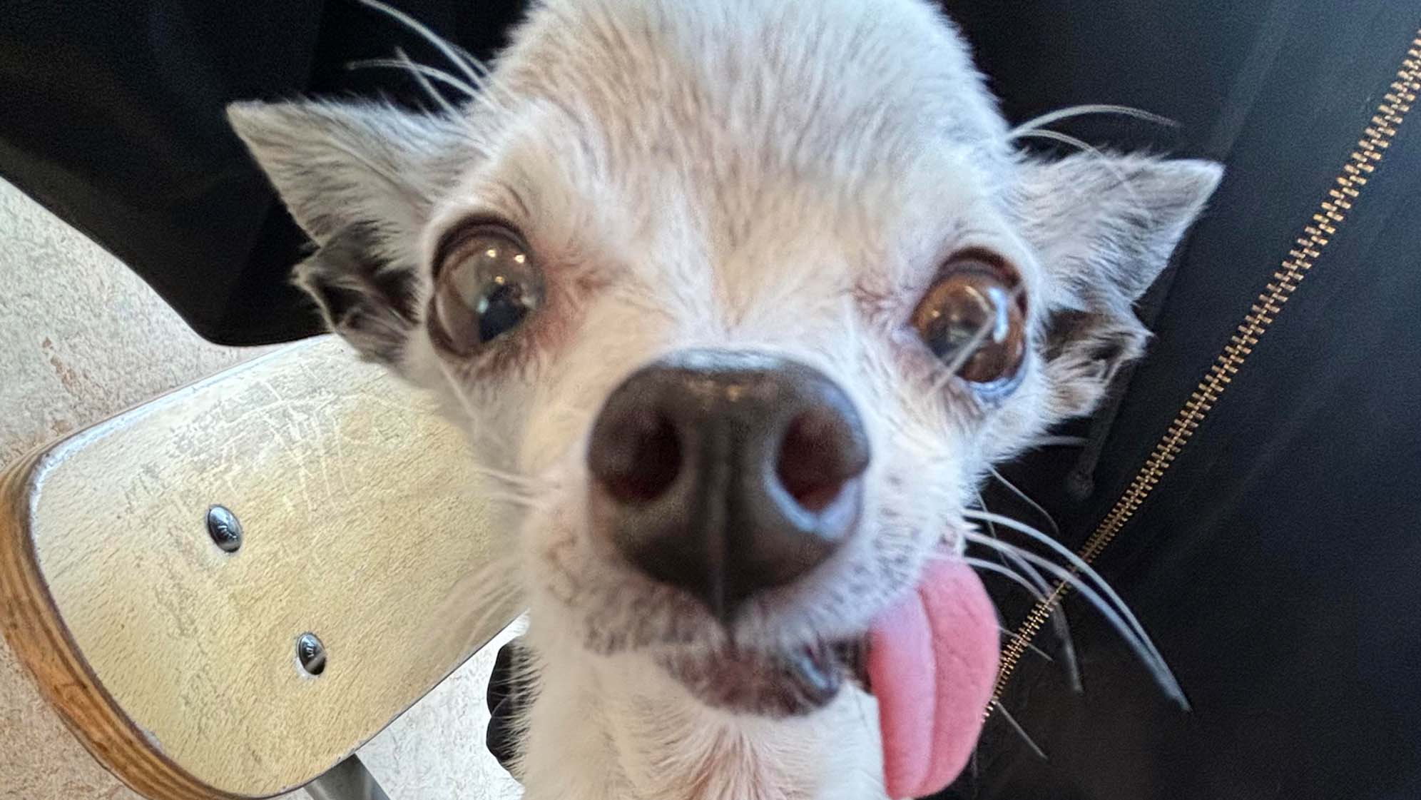 Weather Buddies: 'Cookie'