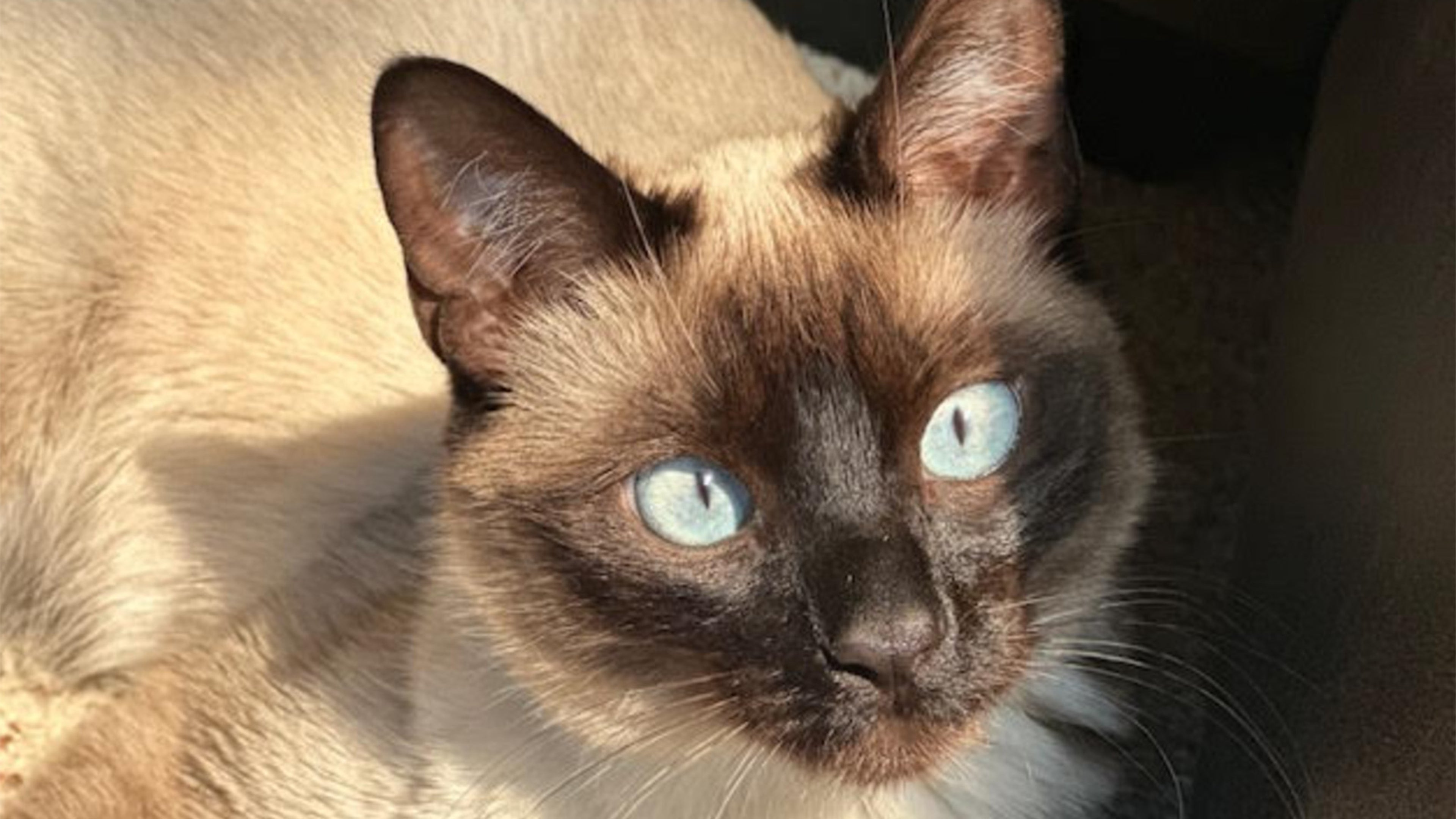 A cat
