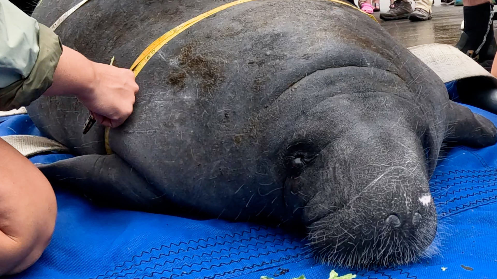 Melby The Manatee Released Two Months After Rescue From Storm Drain ...
