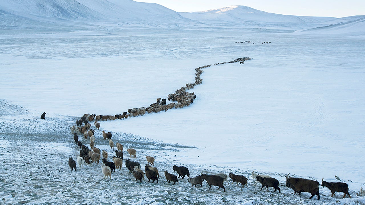 Winter Journey to Greener Pastures (PHOTOS)