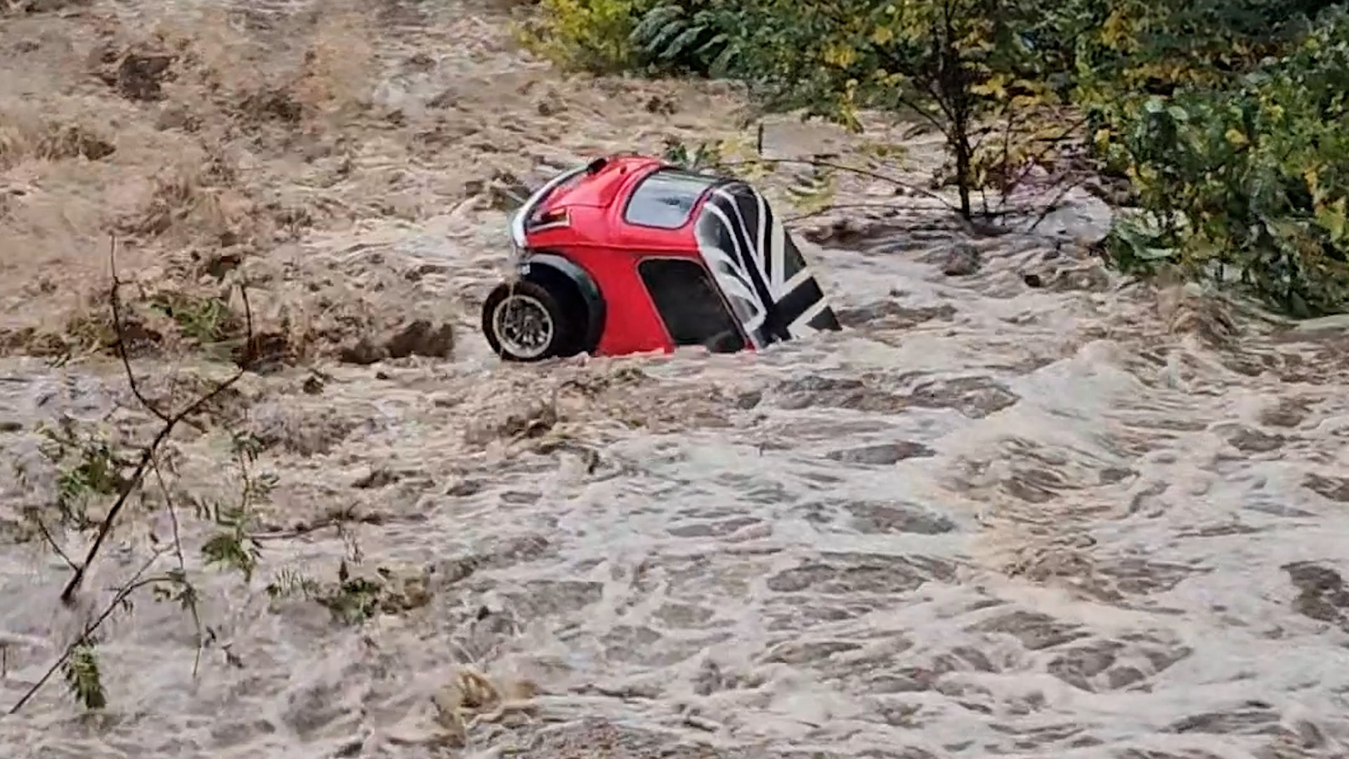 Las Mantarrayas del Tropicana Field A Salvo Después de Milton Videos