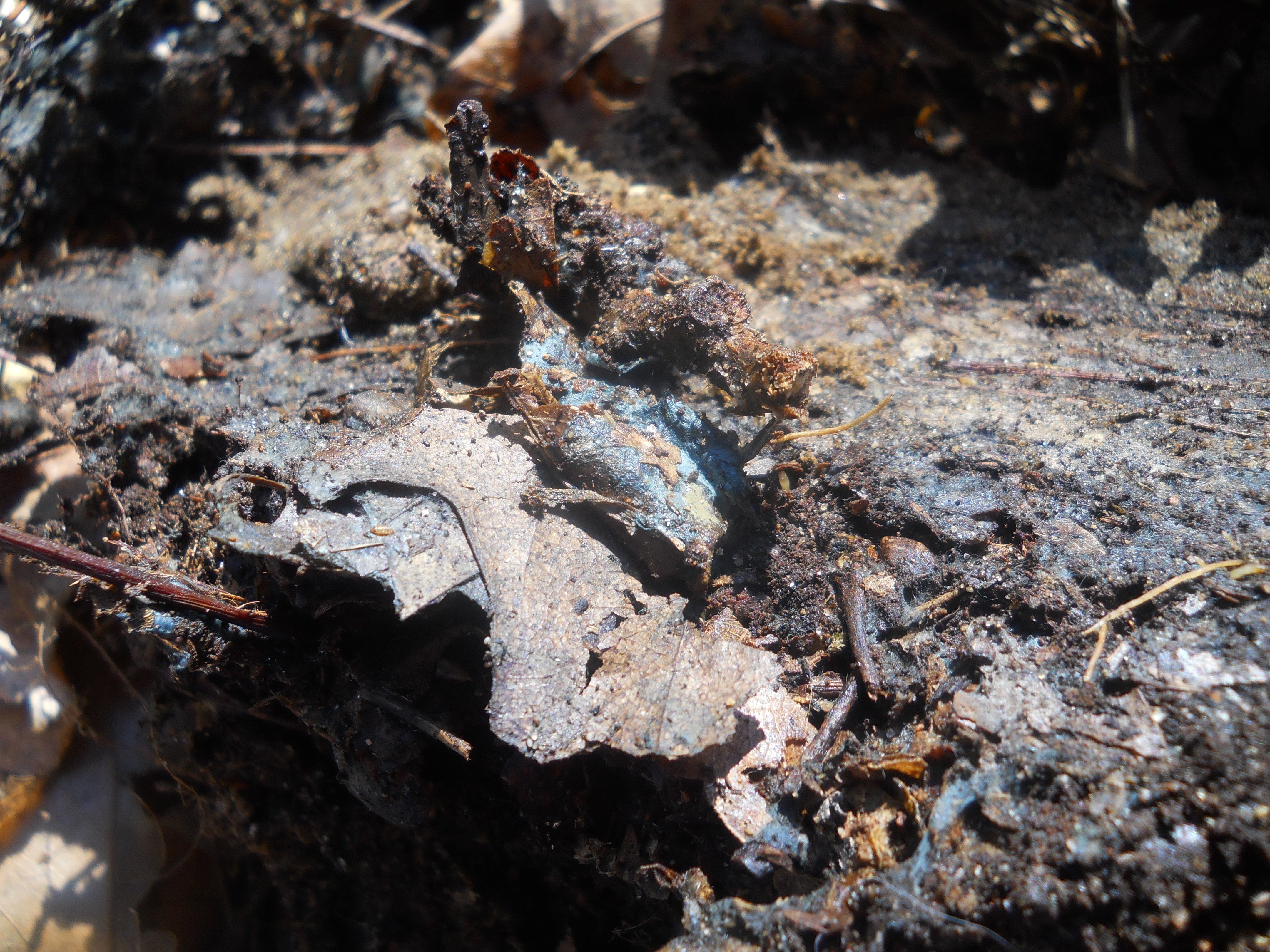 Are Mold, Dust, and Pet Dander Flaring Up Your Allergies? The Weather