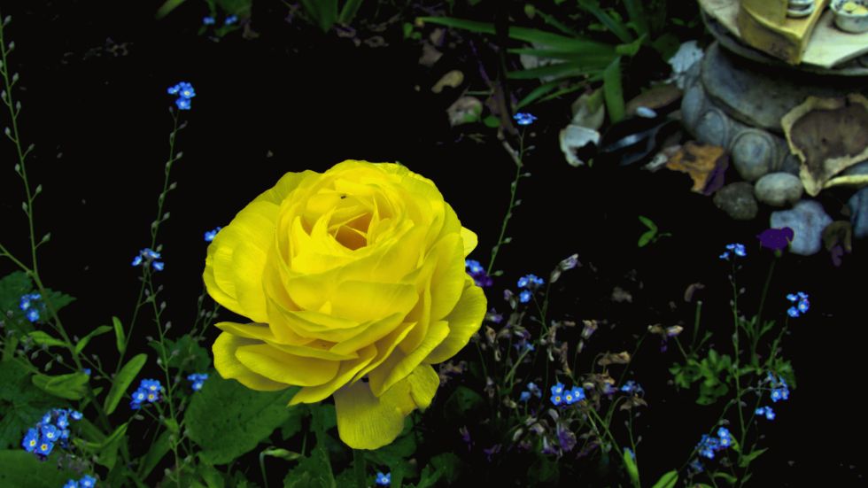 Gorgeous Yellow (Rose)