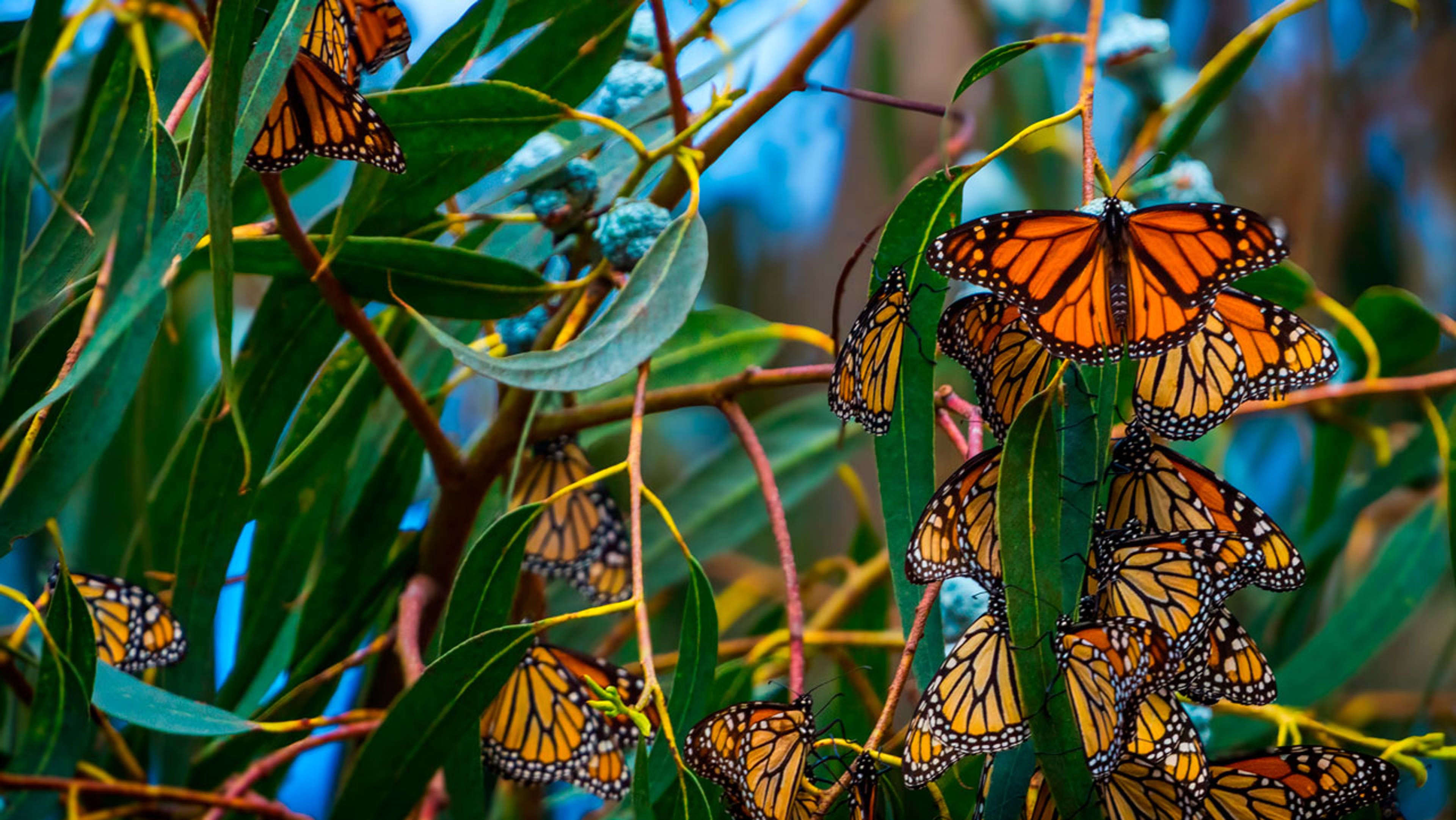 Western monarch butterflies in California