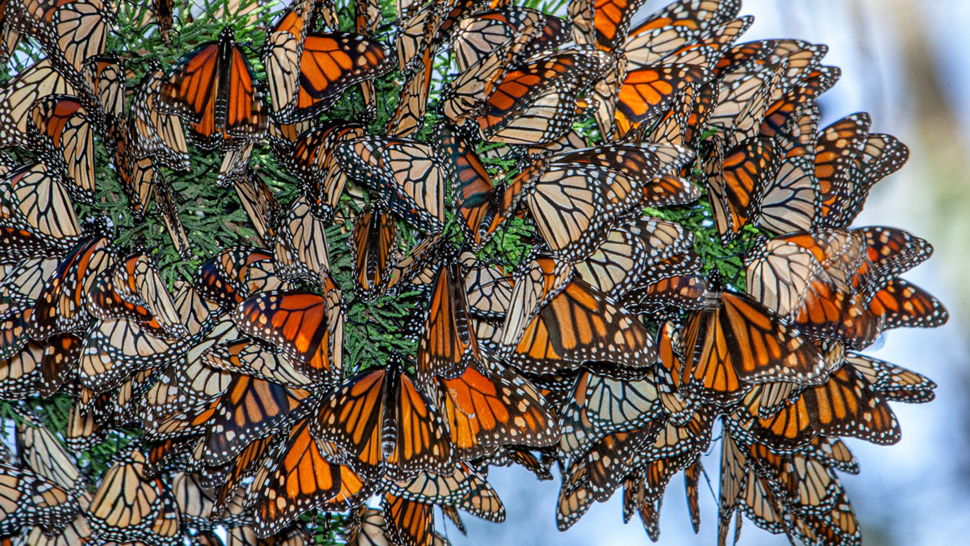 Western monarch butterflies resting on a tree branch in California