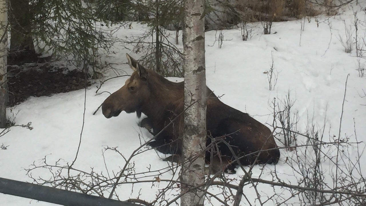 moose-3-sandeen.jpg