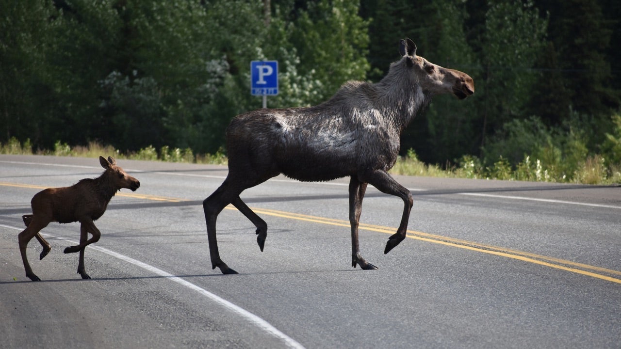 moose-baby-road.jpg