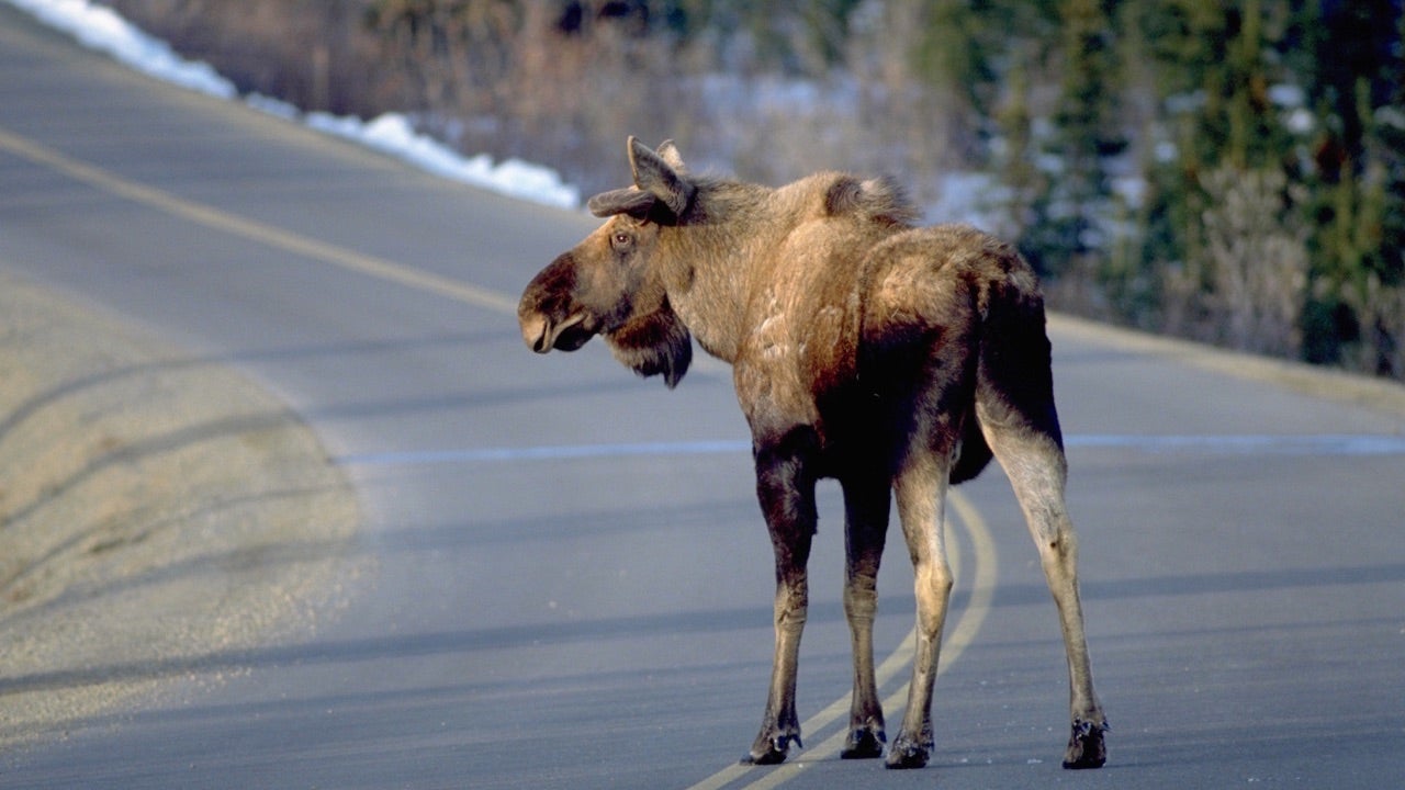 moose-road.jpg