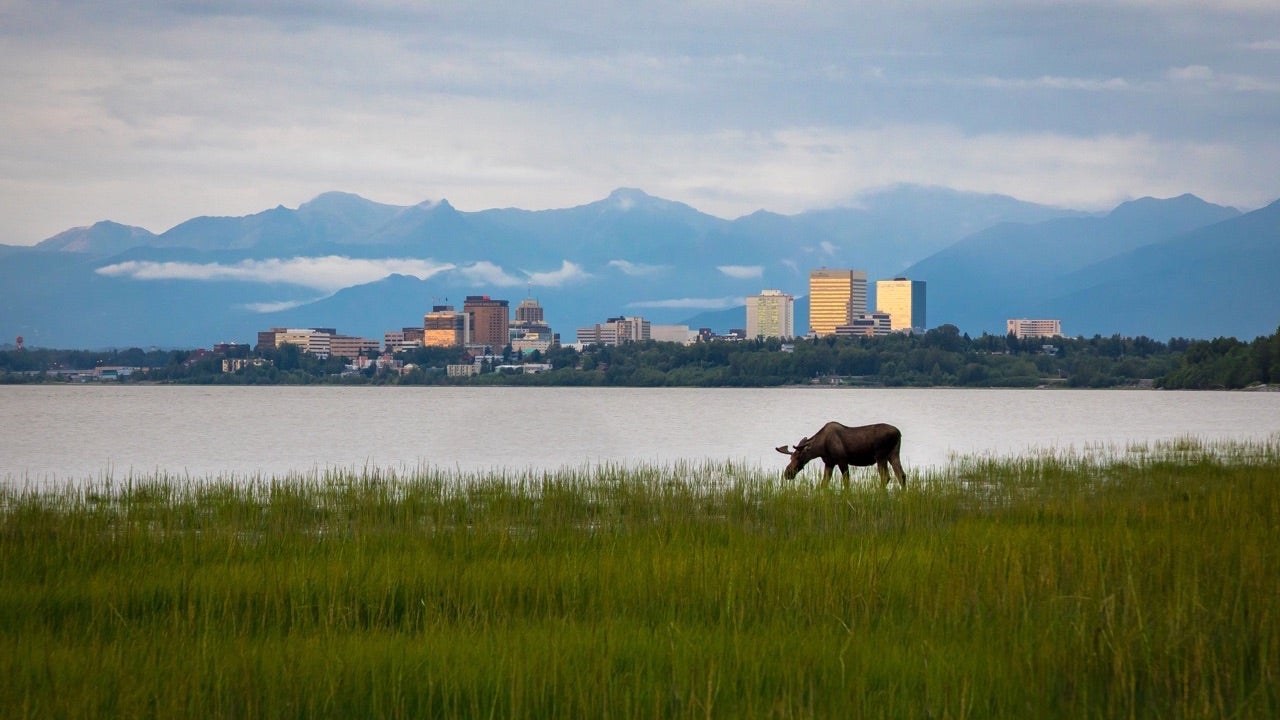 What It&rsquo;s Like to Live in a City Full of Moose