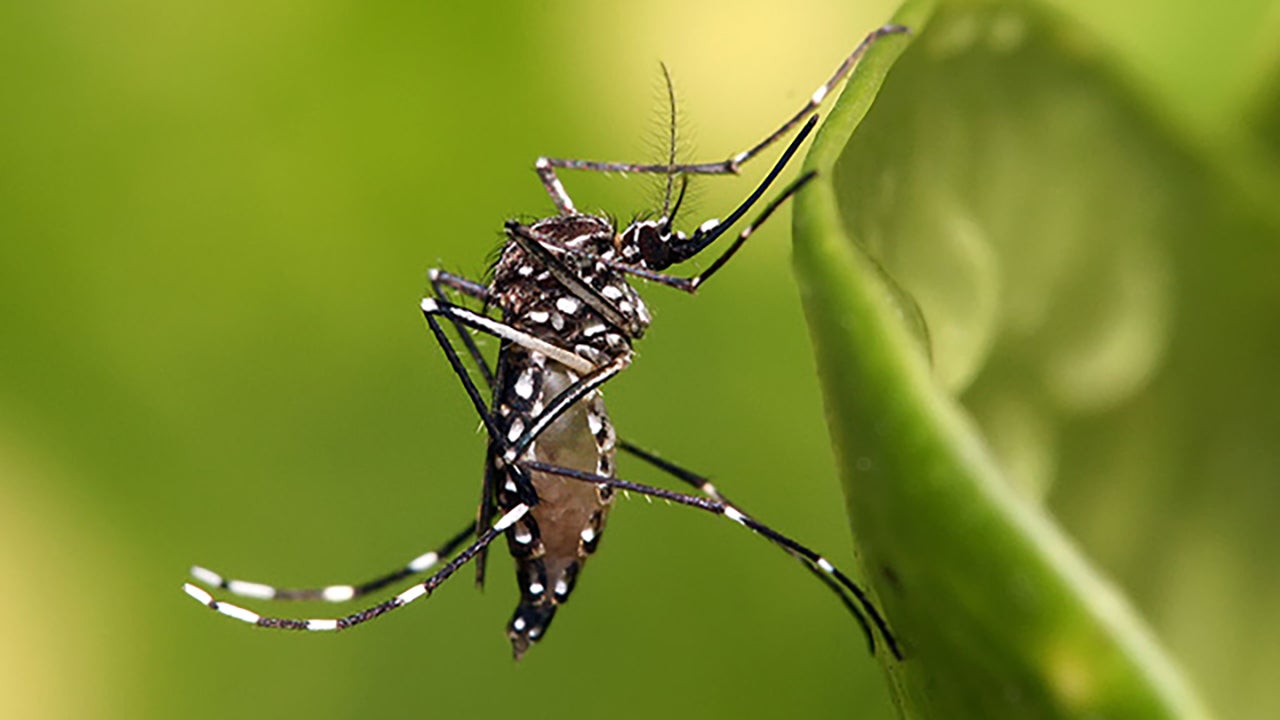 Millions of Modified Mosquitoes Could Fight Disease in