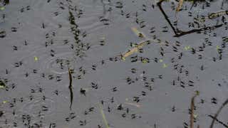 Massive Mosquito Outbreak Thanks to Florence Flooding - Videos from The Weather Channel