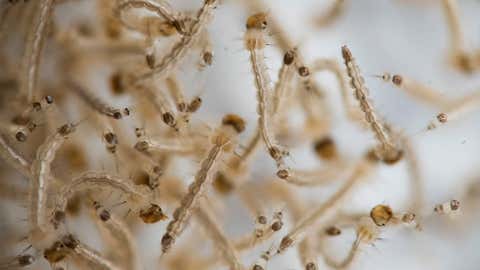 Tiny Plastic + Tiny Insects = Big Trouble? - Videos from The Weather ...