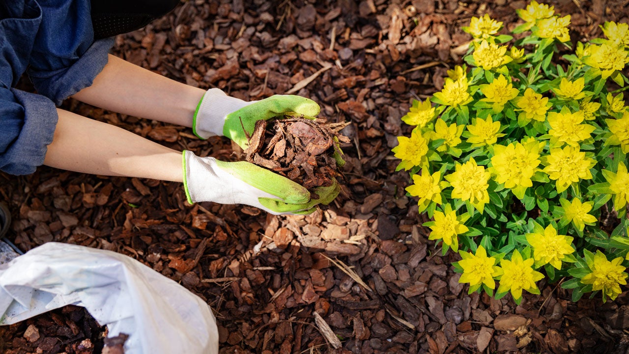 Mulch in flowerbed