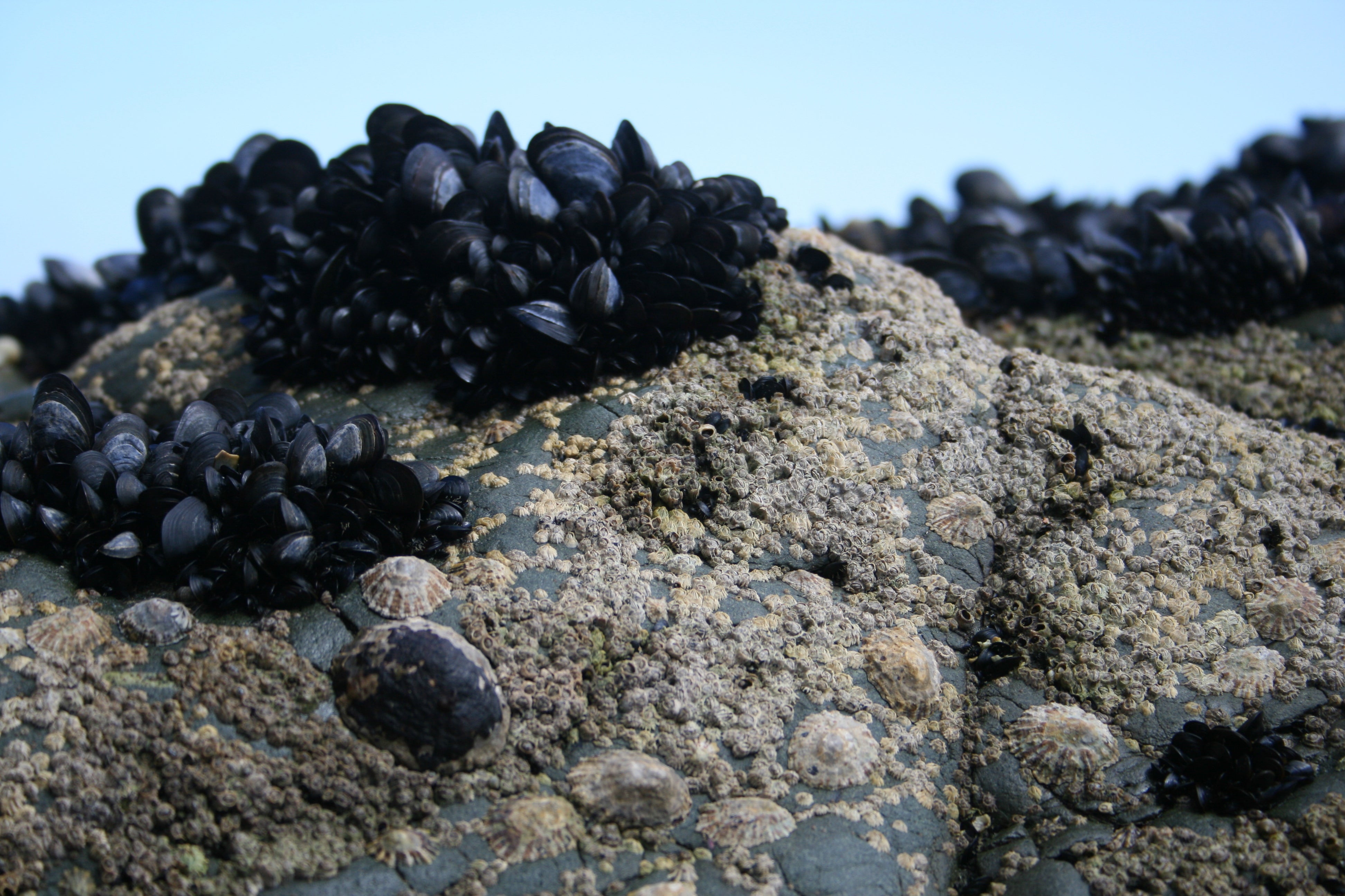 States Fear Invasion of Mussels The Weather Channel
