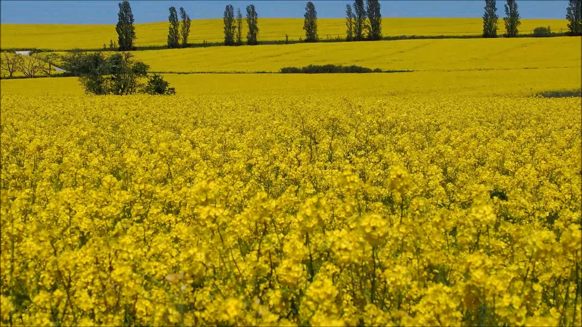 See How Spring Blooms Transform This English Countryside