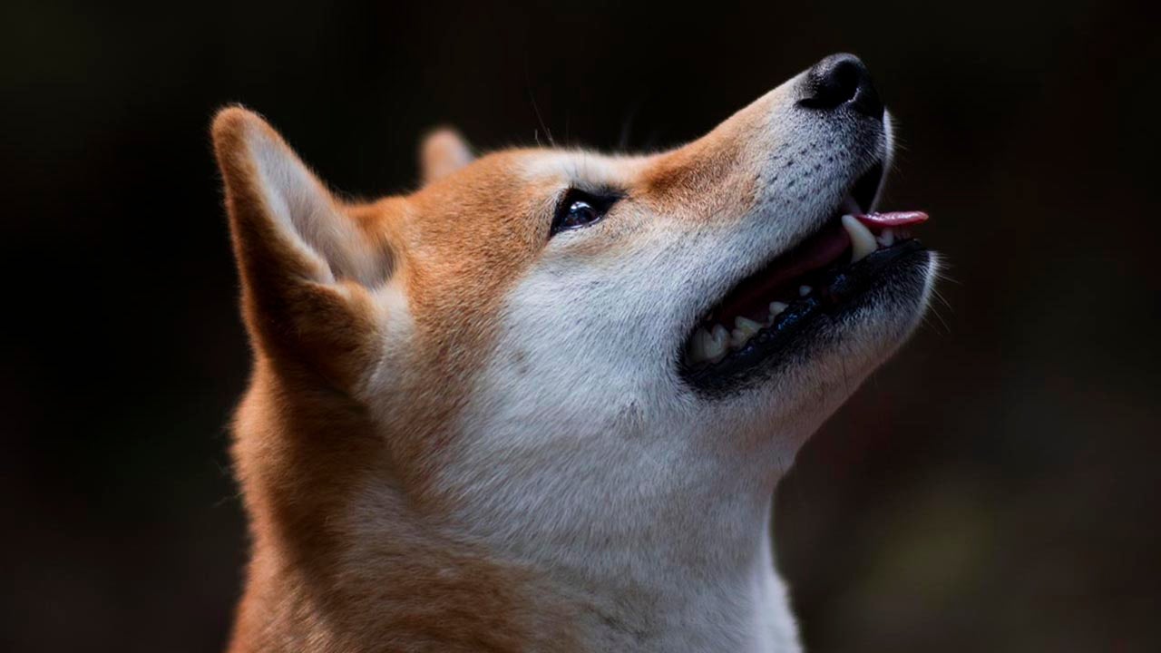 Nana the Norwegian Shiba Inu Loves the Outdoors (PHOTOS)