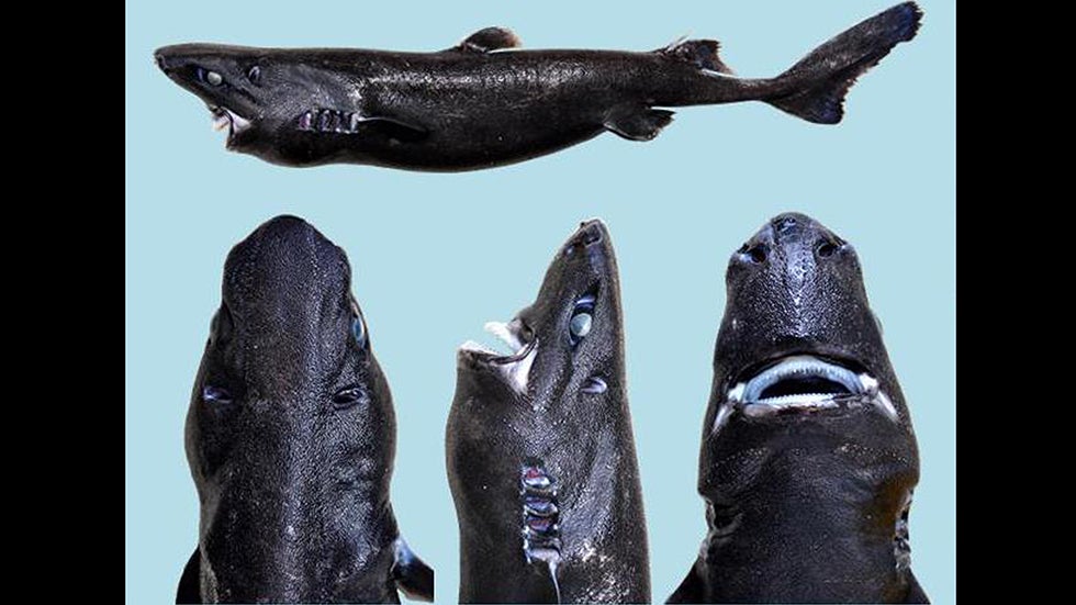 This Shark Can Glow in the Dark and Has an Even Cooler Name | The