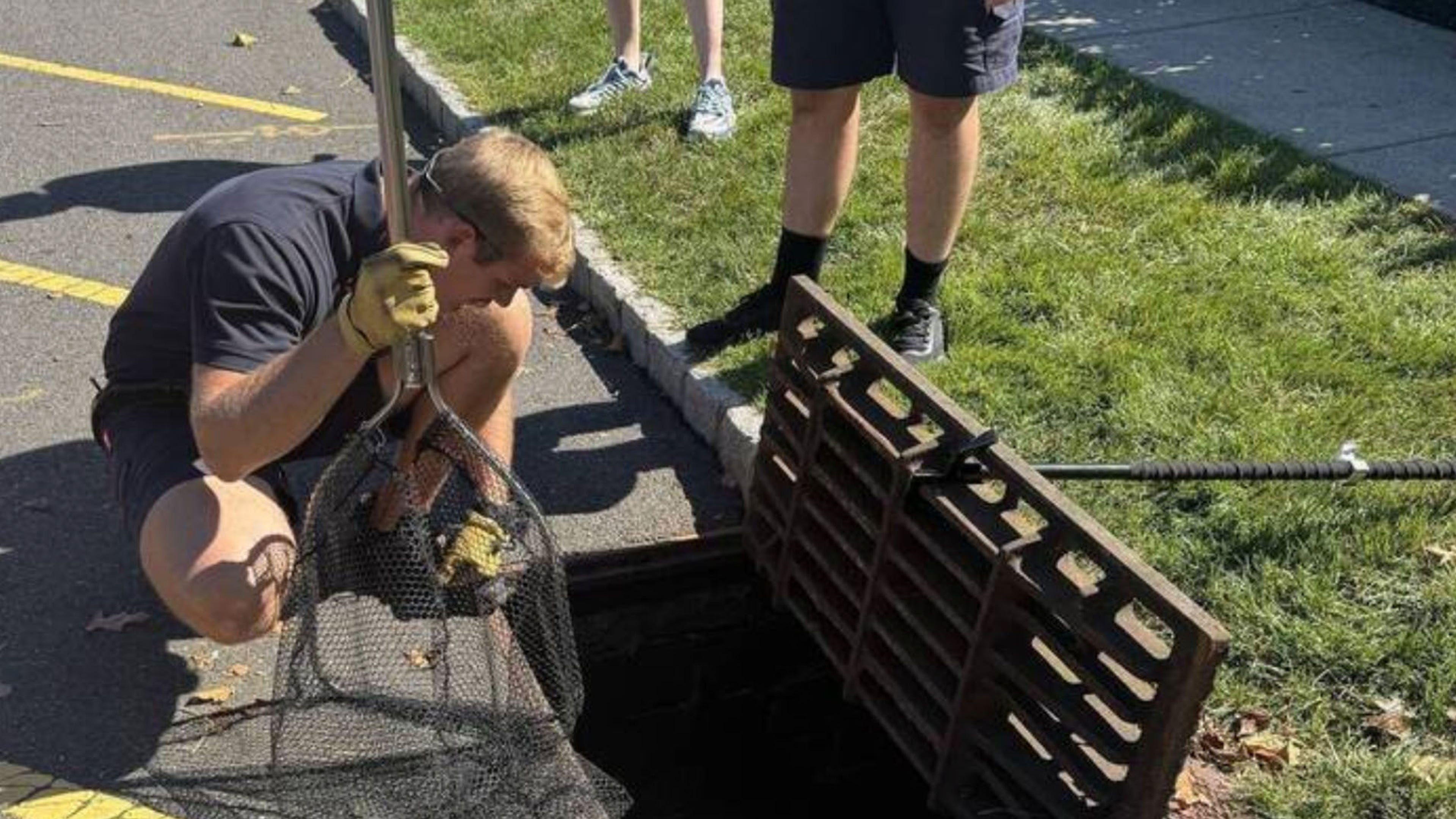 cat rescue