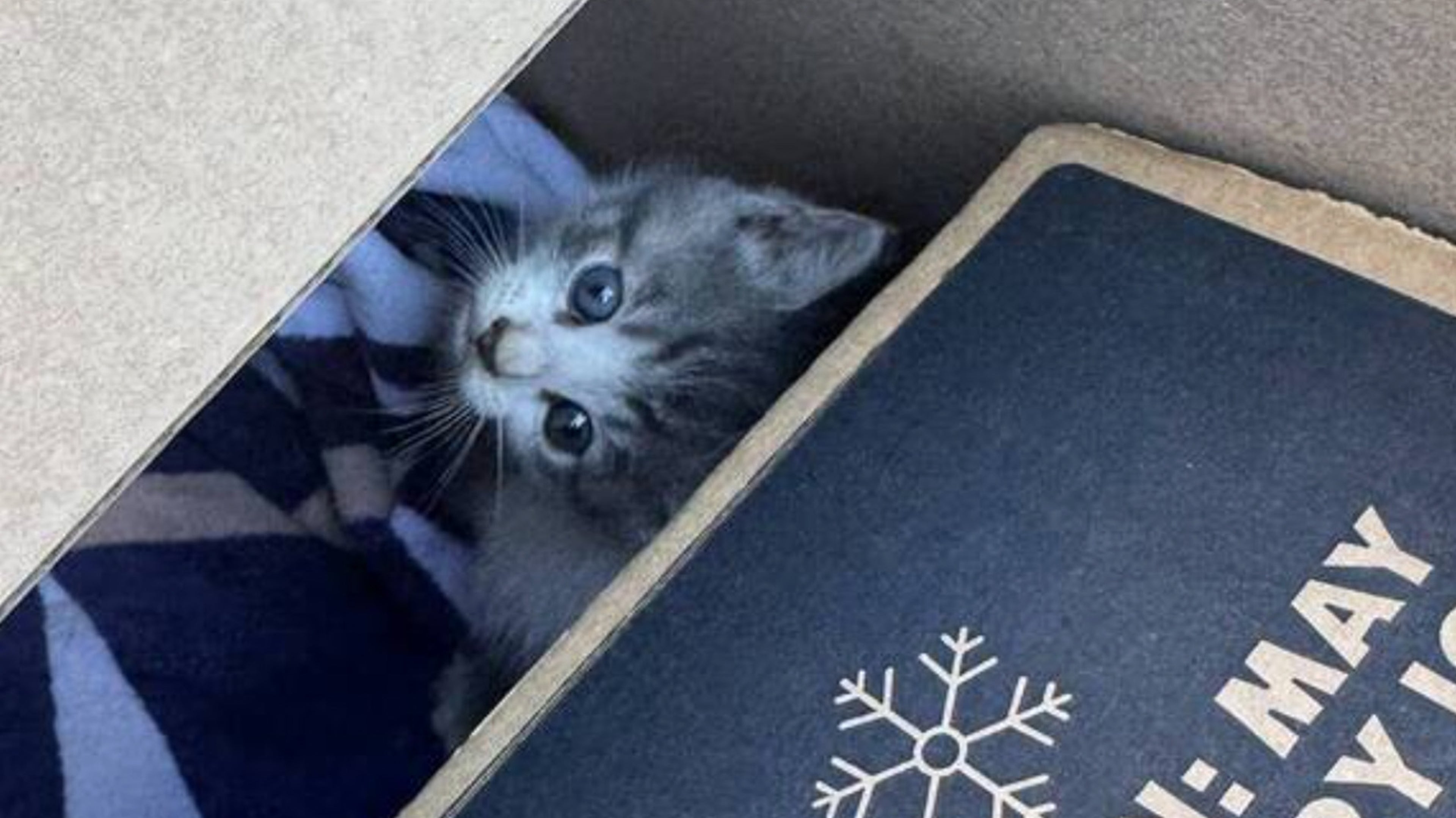 cat rescue