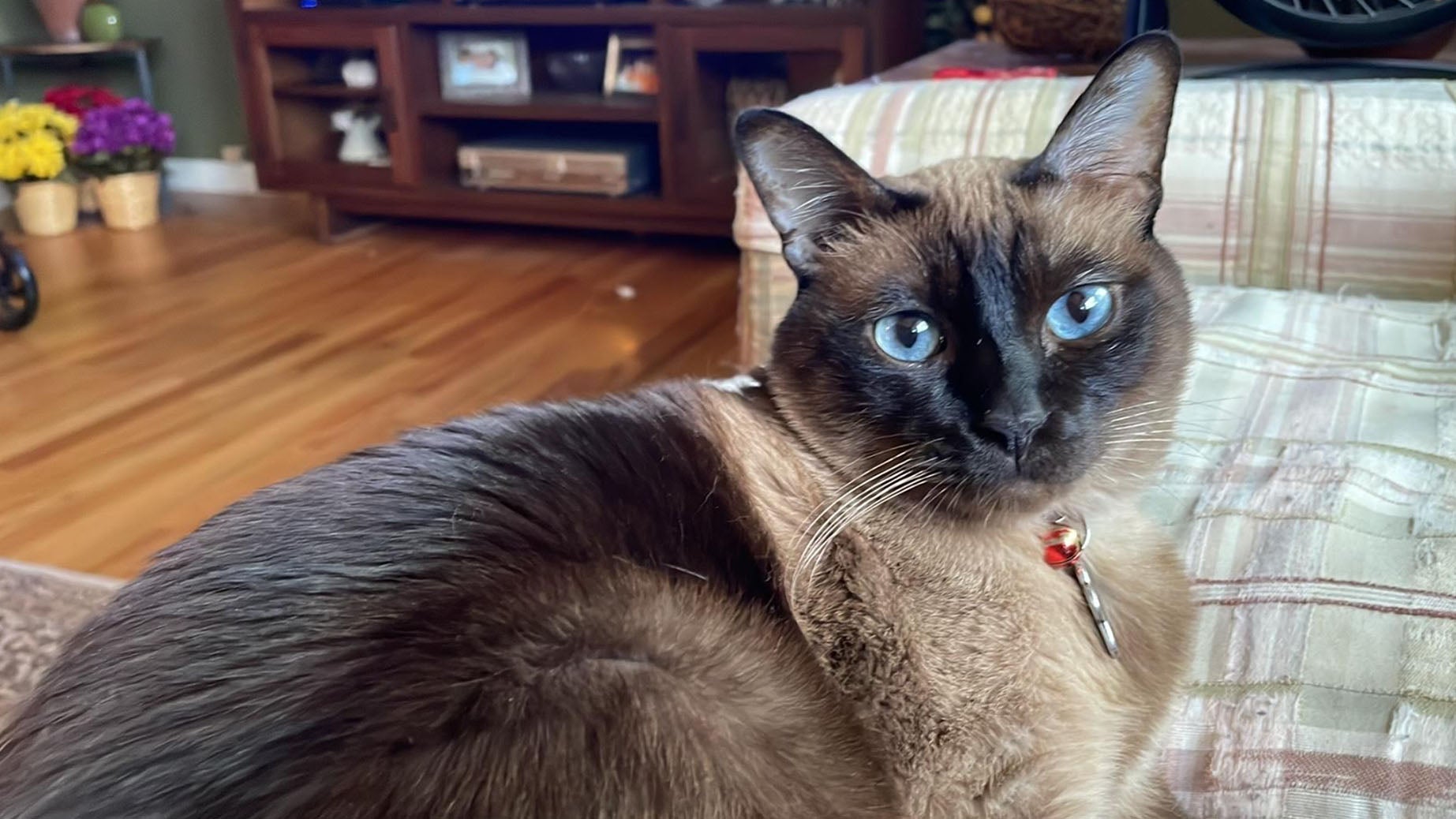 Weather Buddies: 'Noah'