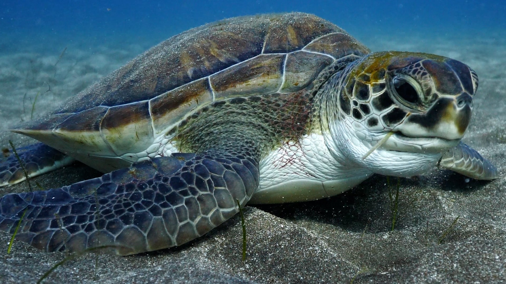 Global Effort To Classify Oceans Reaches Major Milestone