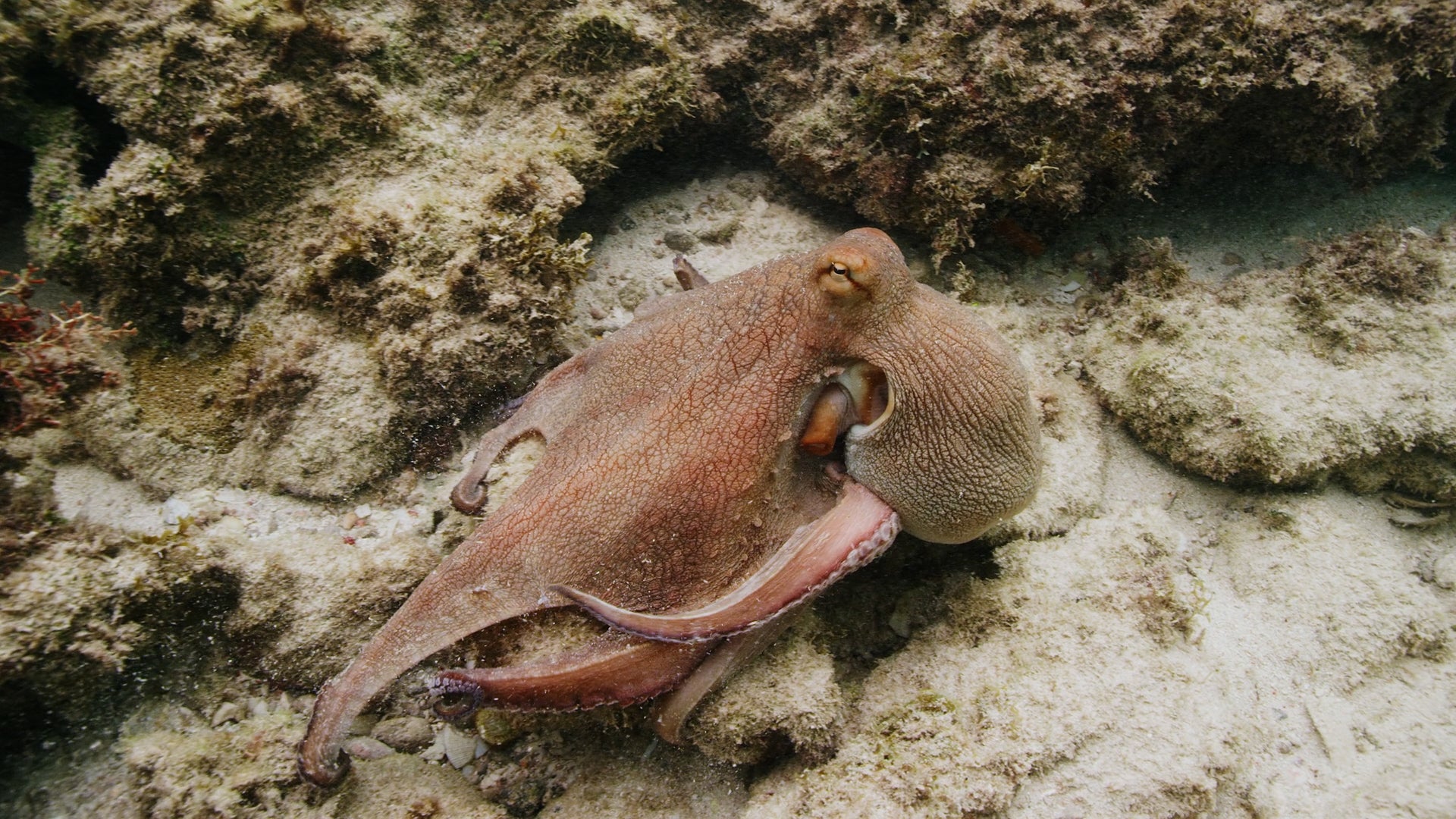 Warmer Oceans Could Make It Harder For Octopuses To See