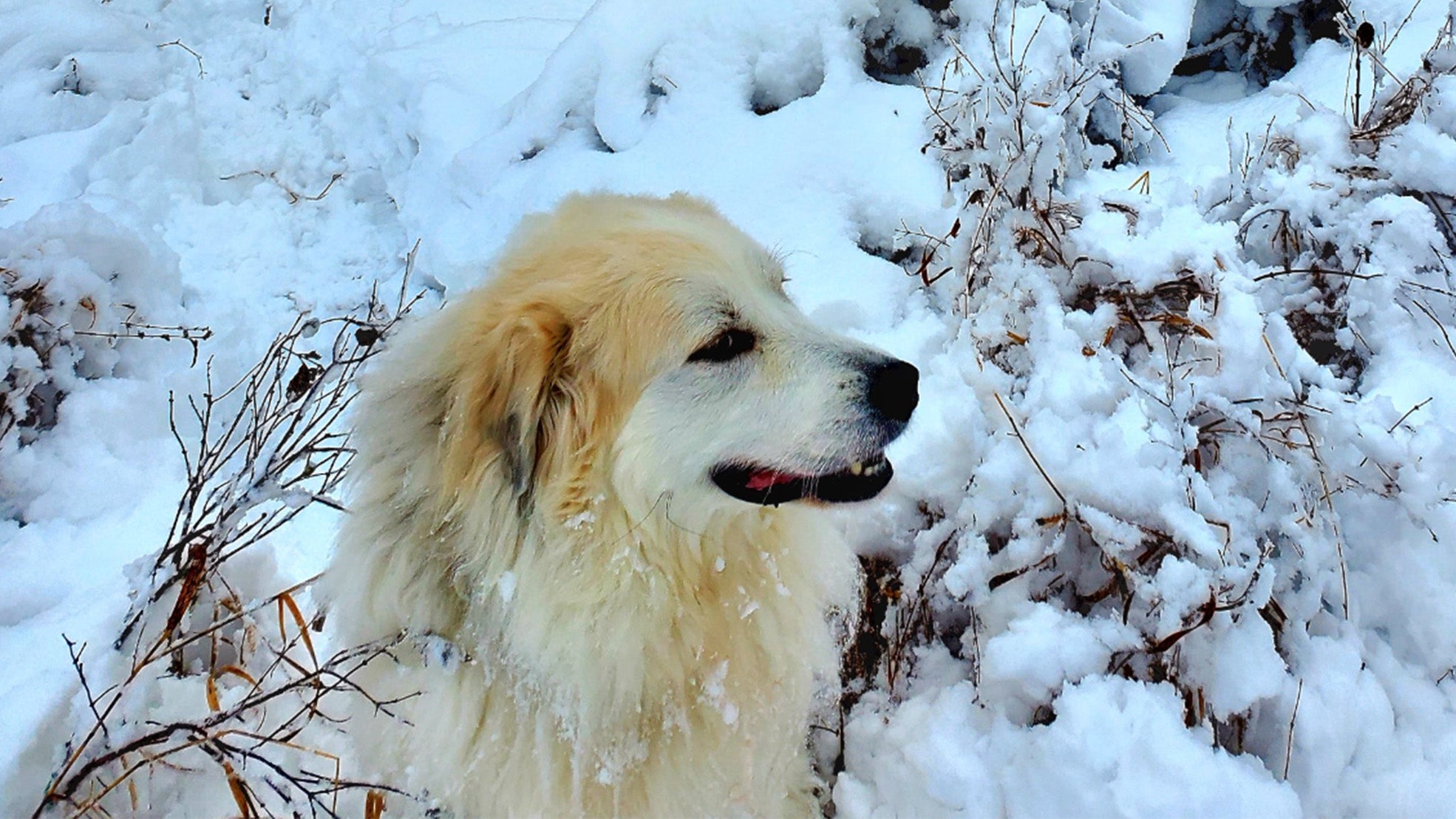 Weather Buddies 'Odin'