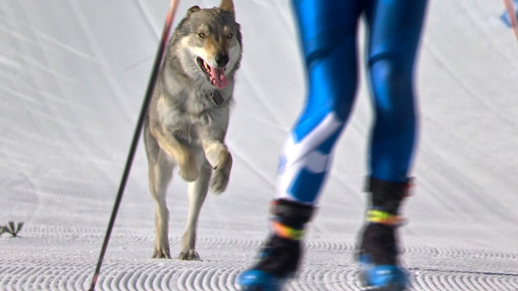 Loose Dog Makes Olympic Cameo On The Cross-Country Ski Course At The Milan Cortina Games