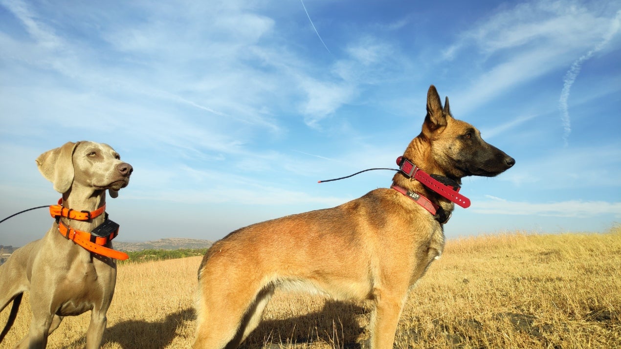 International Dog Day: Here's How Dogs are Being Trained to Help in  Wildlife Conservation | The Weather Channel