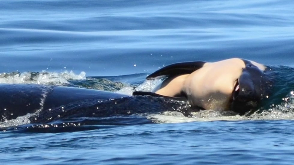 After 17 Days, Grieving Orca Lets Dead Newborn Calf Go | The Weather ...