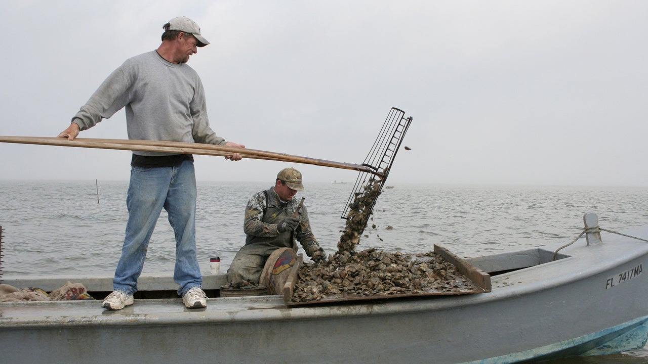 Florida Wildlife Officials Ban Oyster Harvesting in Apalachicola Bay