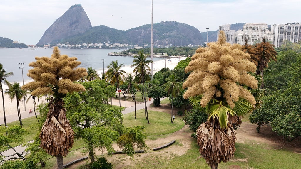 Decades-old Palm Trees In Rio De Janeiro Flower For The First &mdash; And Only &mdash; Time