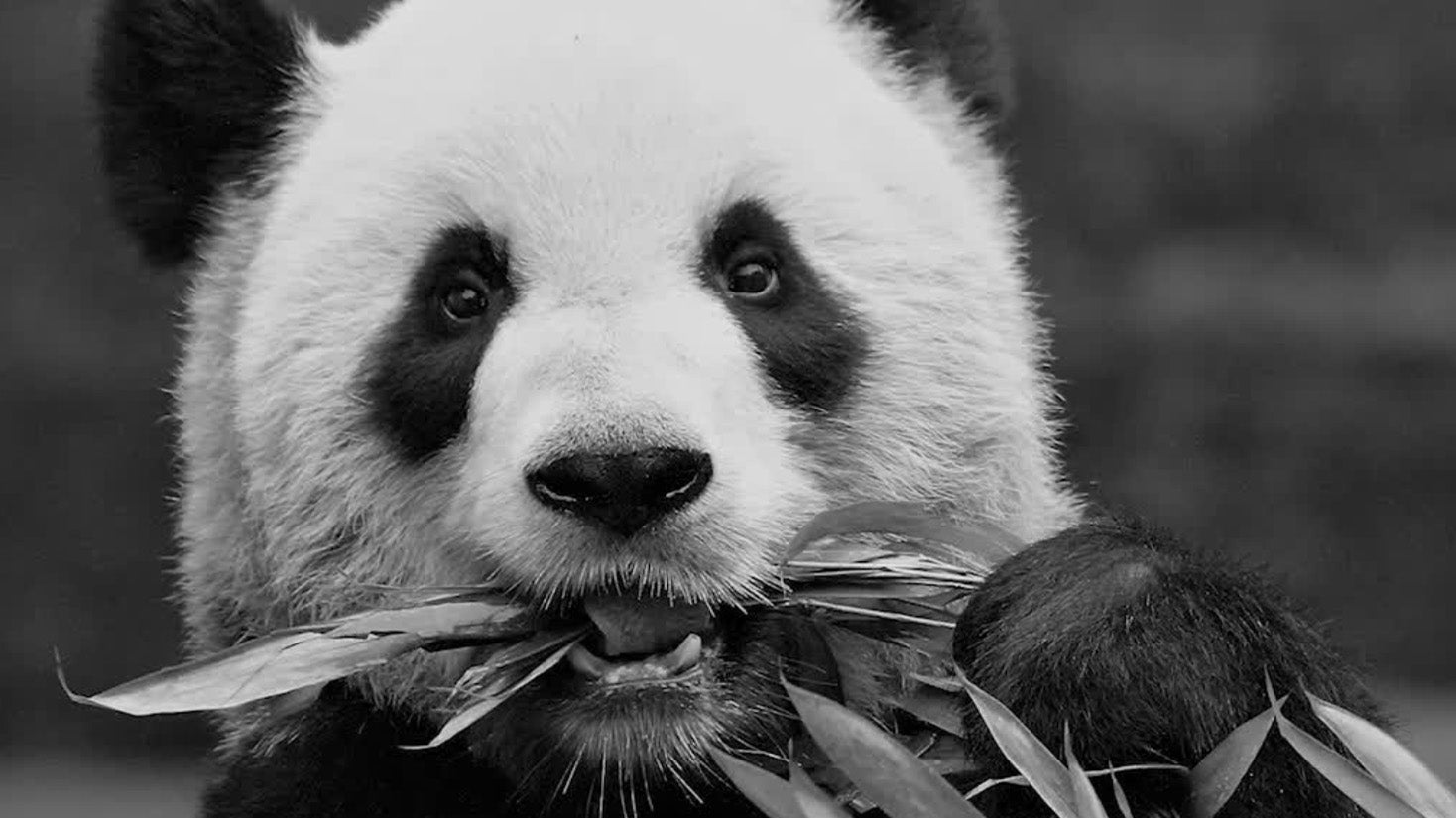 Sad Goodbye for Calgary Zoo Pandas