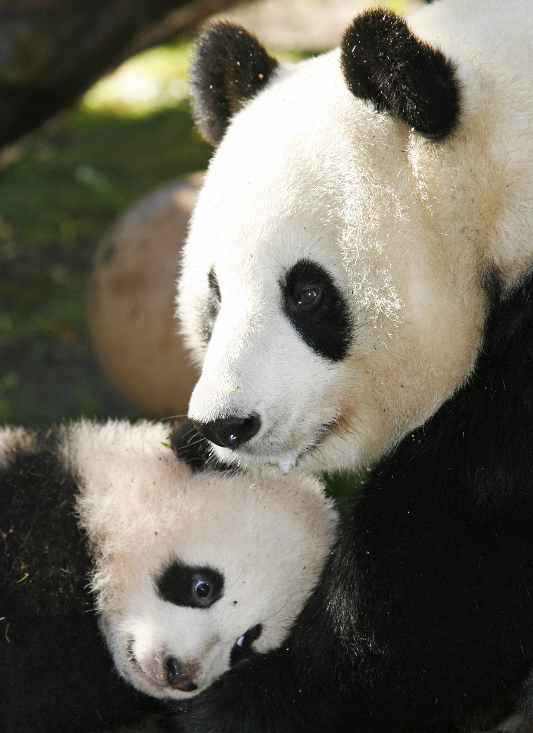 Как по японски панда. Маленькая панда. Большая панда. Очковая панда. It is a panda.