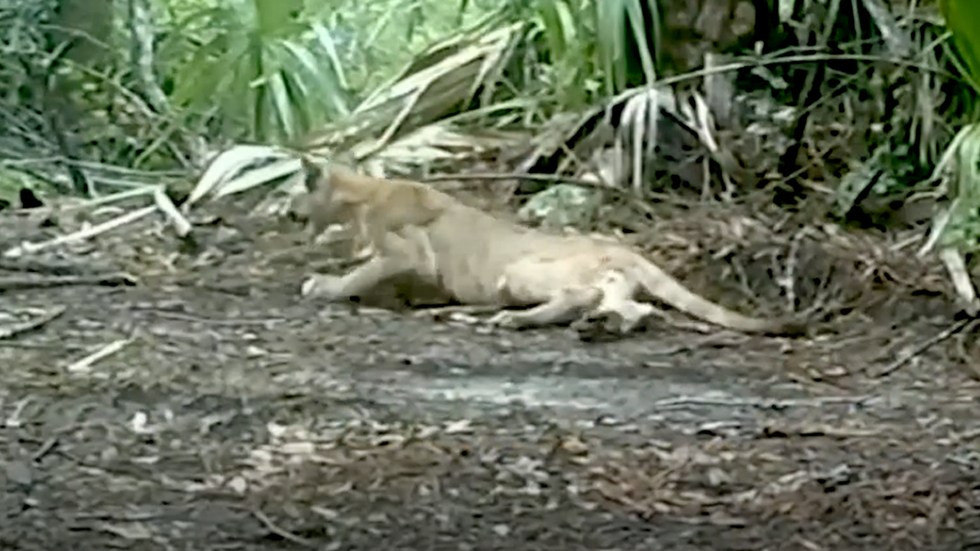 Wild Panthers in Florida Appear to Have Trouble Walking Wild Panthers in Florida Appear to Have Trouble Walking