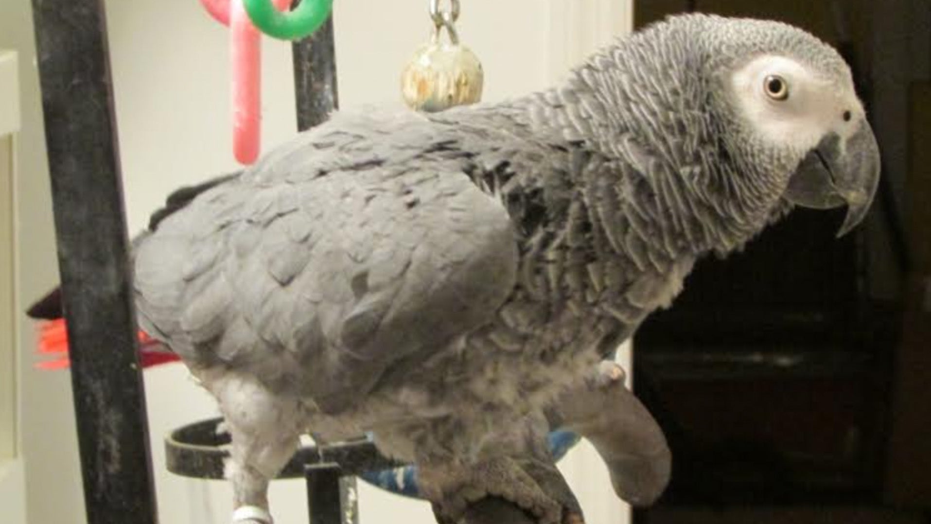 Weather Buddies: 'Ollie'