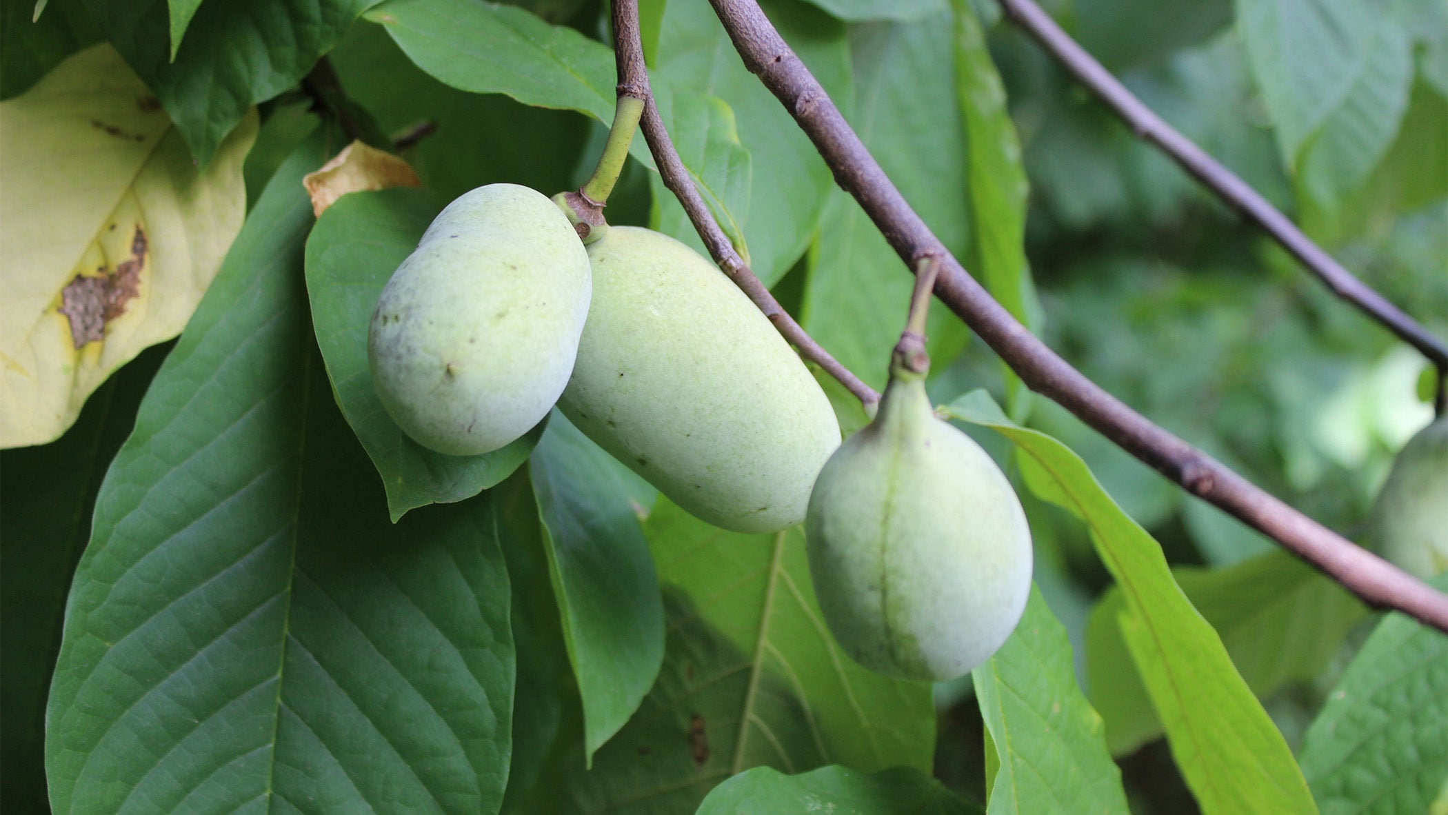 America's Forgotten Fruit: Celebrating National Pawpaw Day