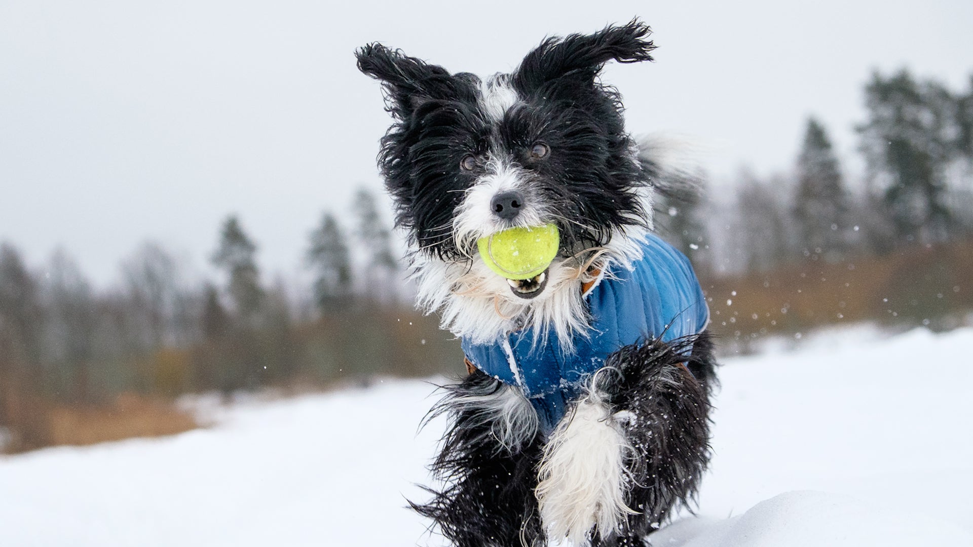 Beware The Salt: Walking Dogs In Ice And Snow