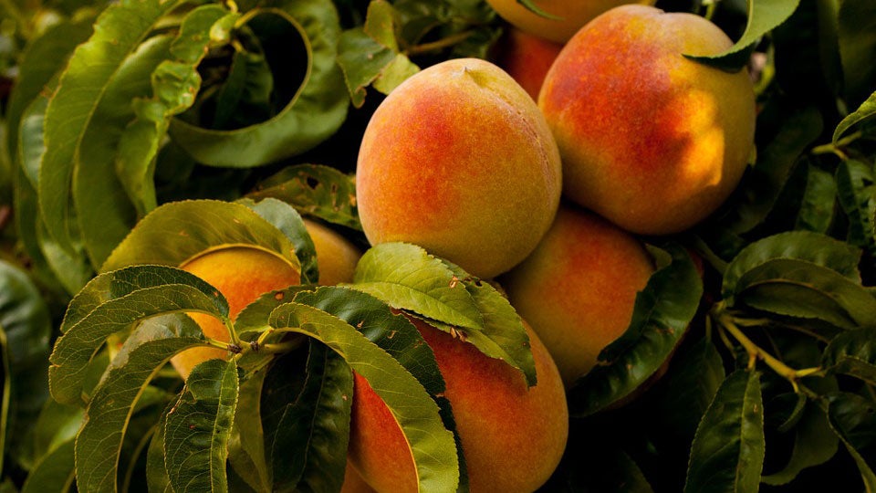 Celebrate Late August With This Grilled Peach and Corn Salad 