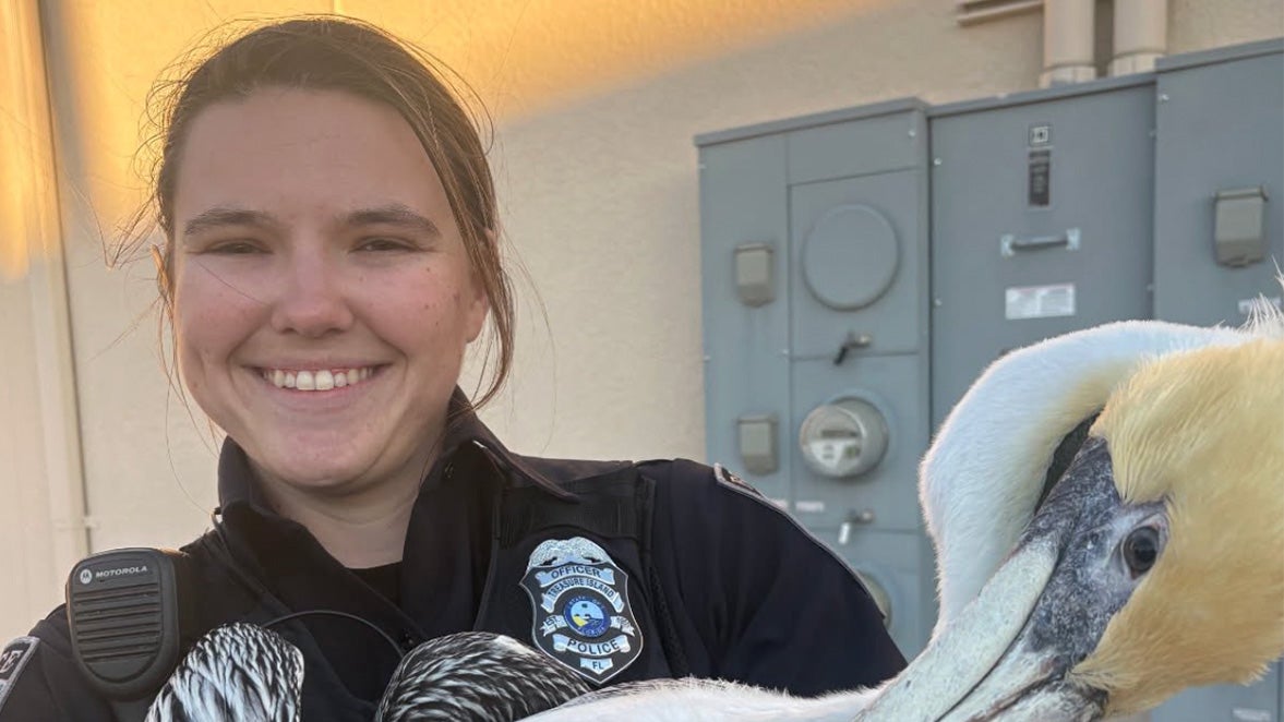 Florida Police Officer Rescues Injured Pelican Near Local Bar | Weather.com