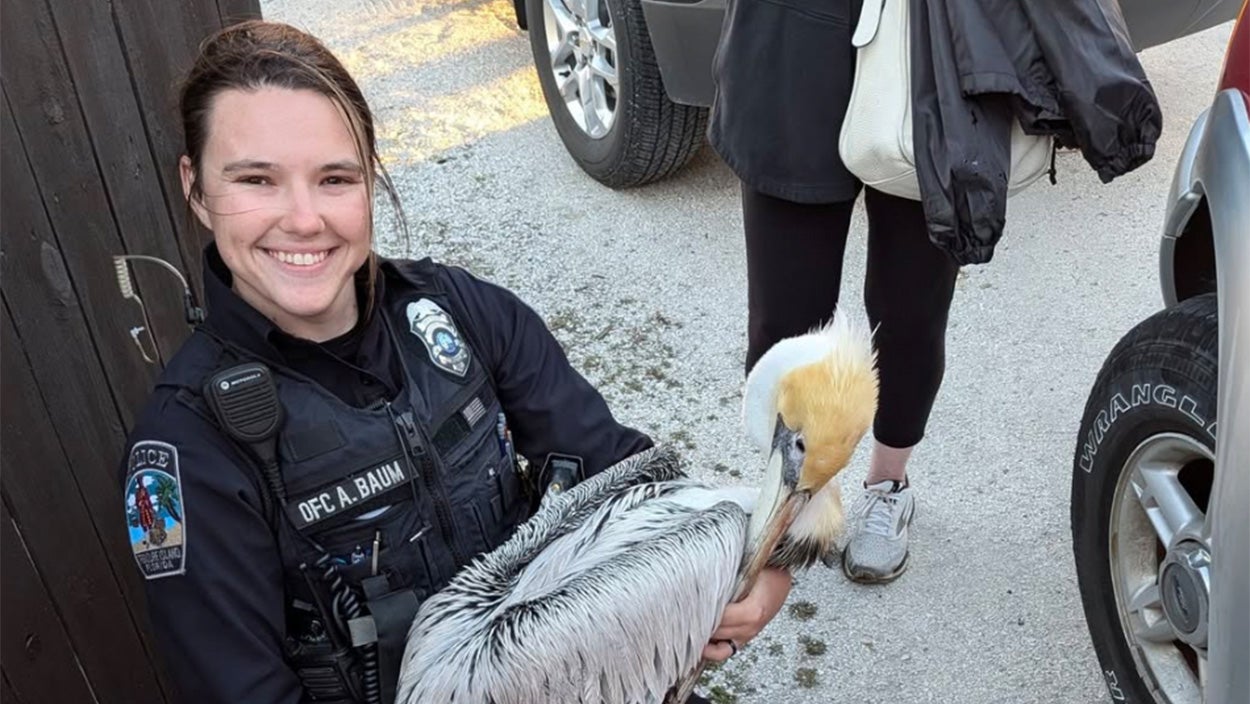 Florida Police Officer Rescues Injured Pelican Near Local Bar | Weather.com