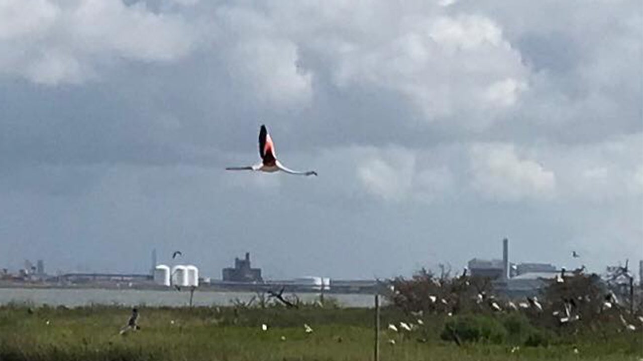 Flamingo That Escaped Kansas Zoo 14 Years Ago Spotted (Again) in Texas Flamingo That Escaped Kansas Zoo 14 Years Ago Spotted (Again) in Texas