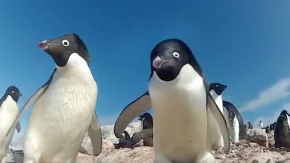 Penguin Population Sees Sharp Decline In Parts Of East Antarctica