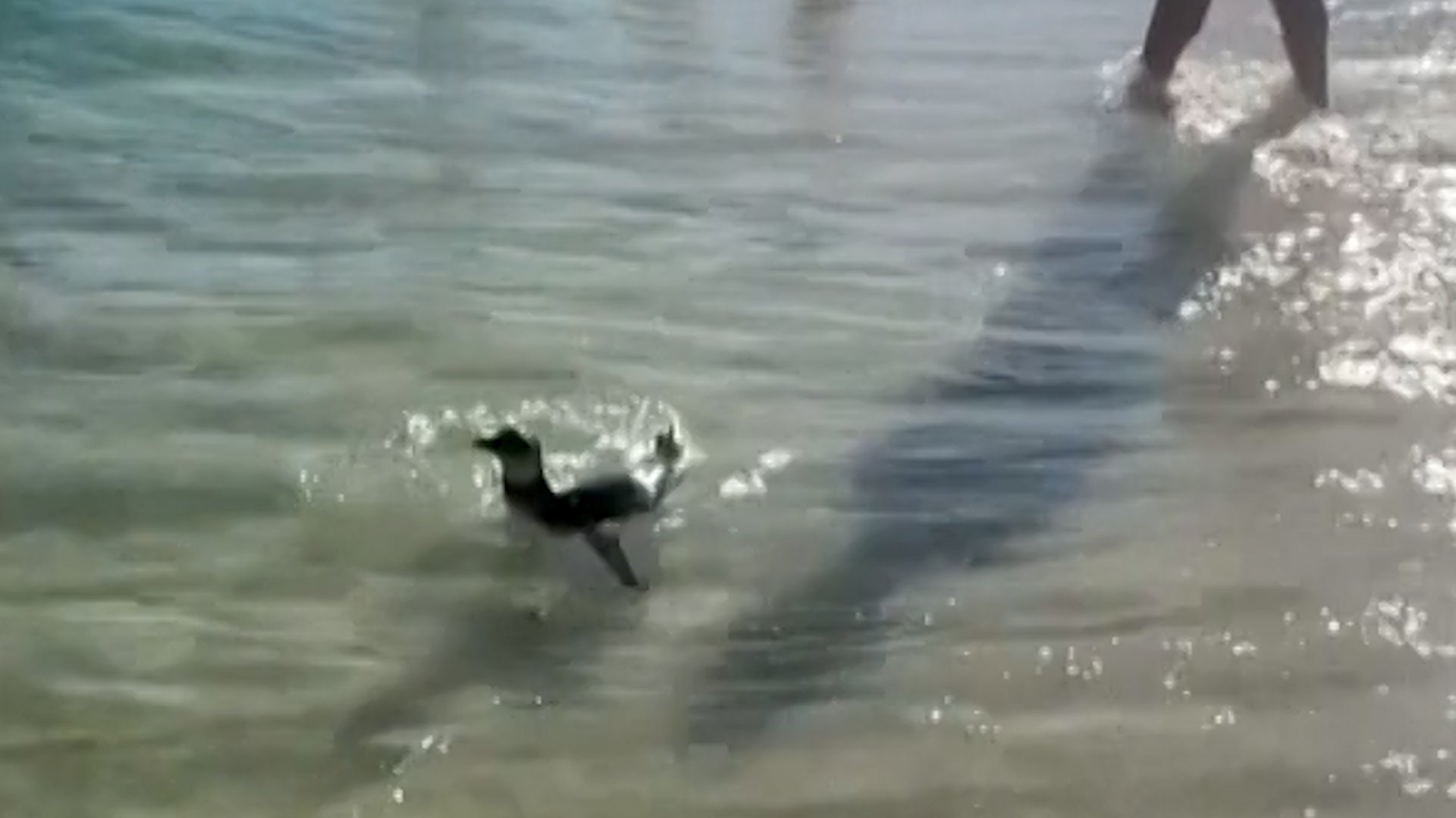 Far From Home: Playful Penguin Swims Among Rio Beachgoers