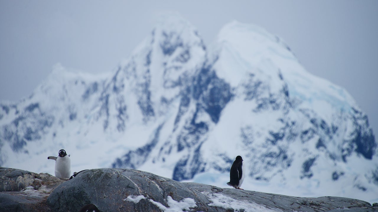A Photographer's Search for the First Penguin (PHOTOS)