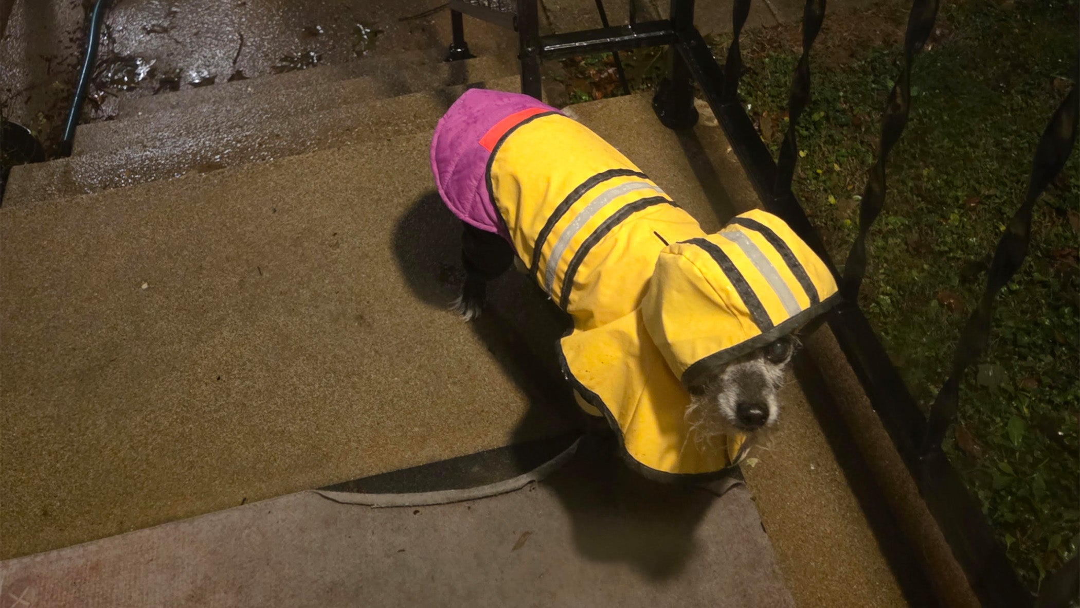 Percy, a charming dog