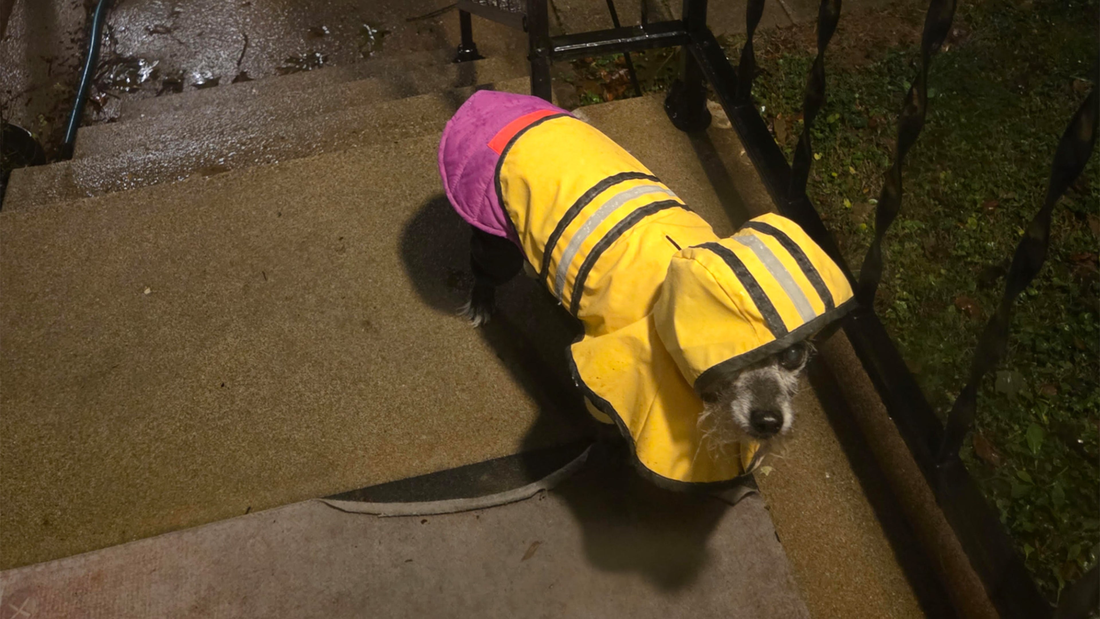 Percy, a charming dog