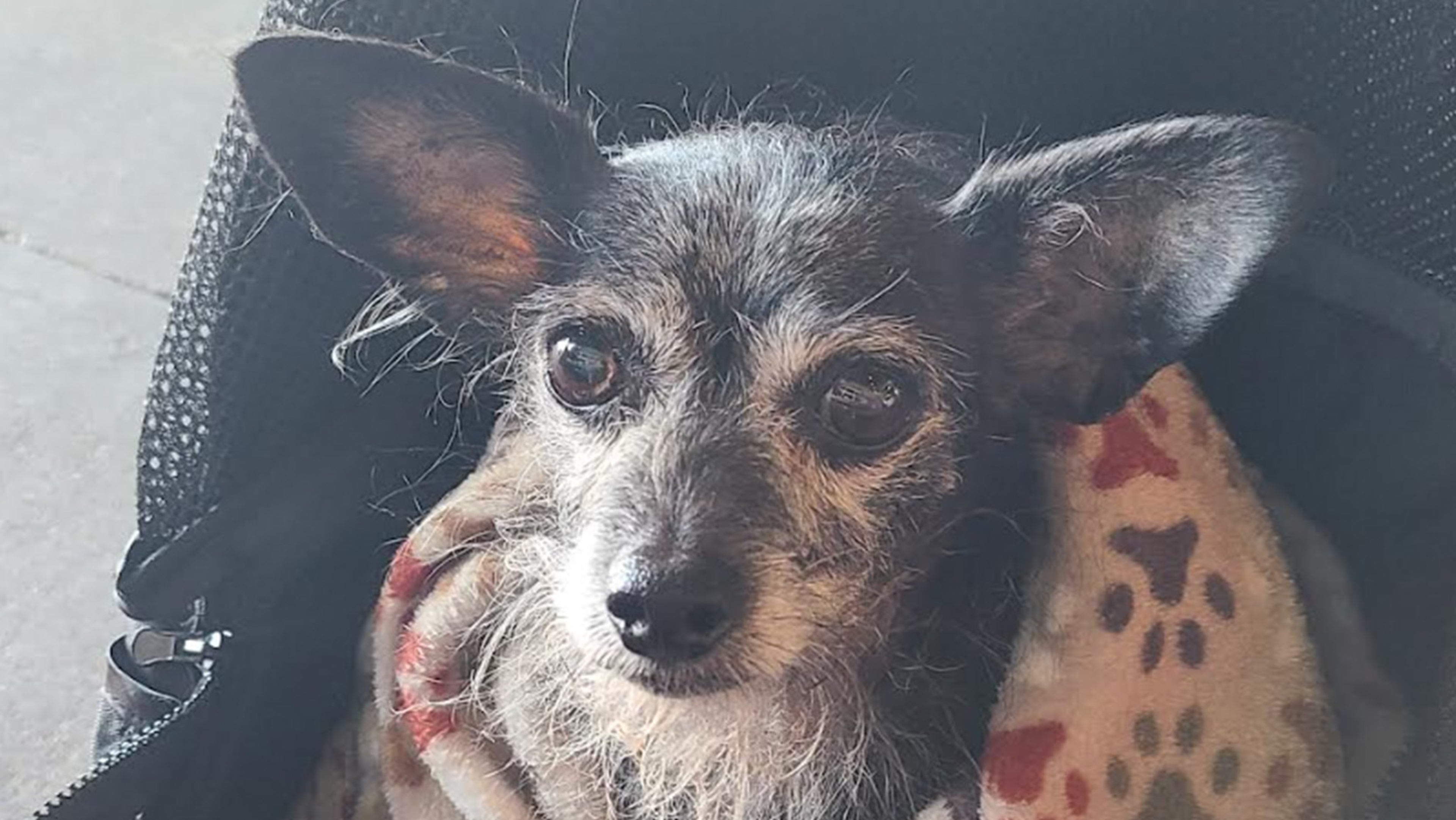 Percy, a charming dog