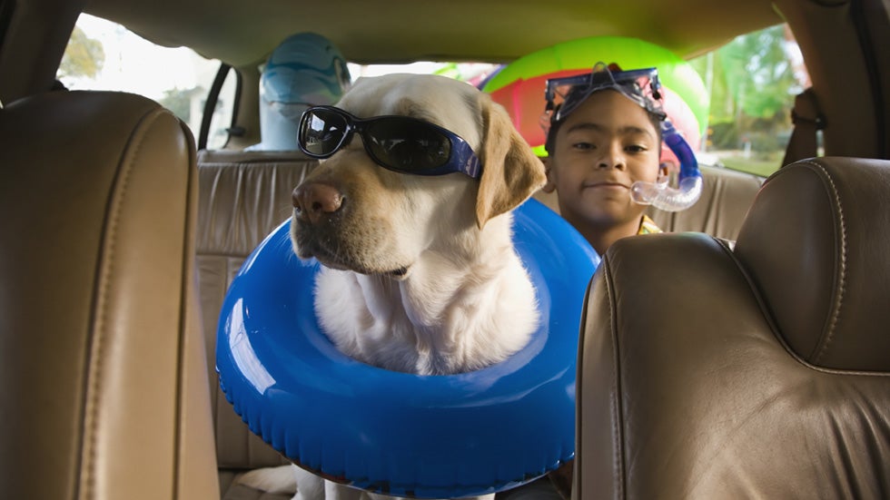 Protect Your Pet Passengers on Road Trips